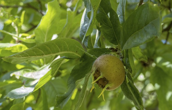 Medlar, fruit stand (Mespilus germanica), Münsterland, North Rhine-Westphalia, Germany