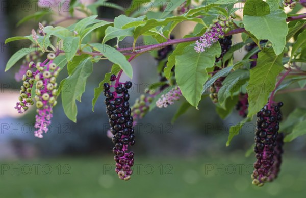 Pokeweed (Phytolacca), Münsterland, North Rhine-Westphalia, Germany