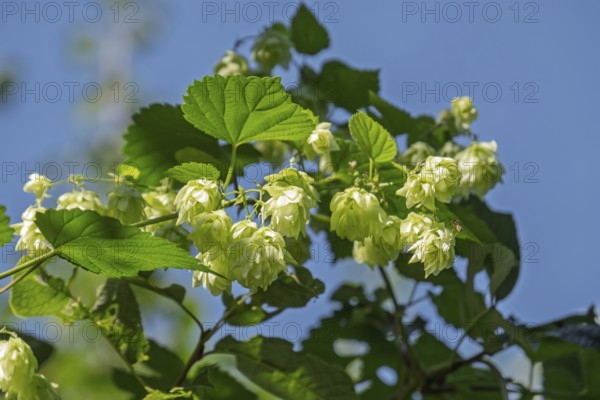 Wilder Hopfen, Münsterland, North Rhine-Westphalia, Germany