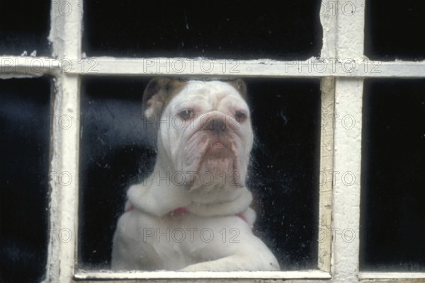 English Bulldog at the window, England, Great Britain