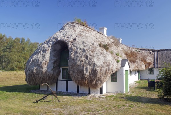 Rustic white house with seaweed-covered roof and anchor in natural surroundings under clear skies, Læsø, Jutland, Kattegat, Denmark