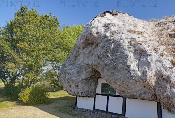 A traditional house in the sun, surrounded by green trees and nature, Seaweed, Læsø, Jutland, Kattegat, Denmark