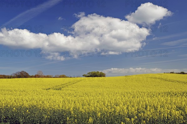 A wide rapeseed field stretches under a blue sky with white clouds, nature in spring, Langeland, Denmark