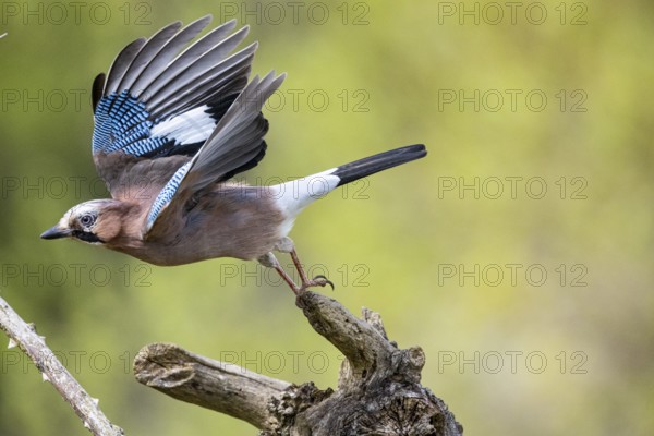 Eurasian jay (Garrulus glandarius) Germany