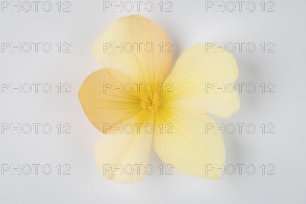 Yellow begonia flower (Begonia) on a white background