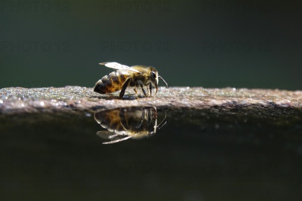 Drinking bee at a water basin, reflection, macro photography, summer, Germany