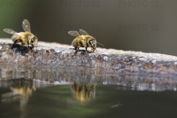 Bees at a water basin, reflection, macro photography, summer, Germany