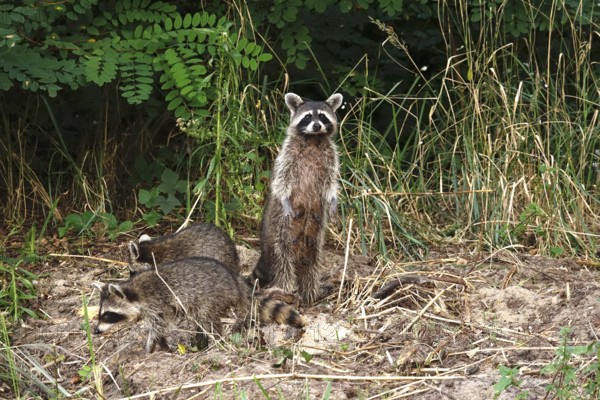 Raccoon, family at the edge of a forest, summer, Saxony, Germany