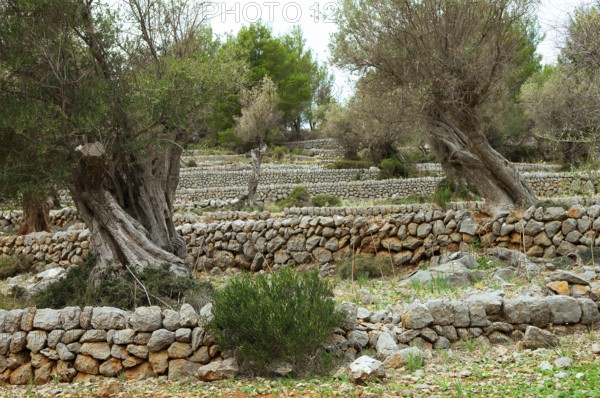 Stone walls in an olive grove, Majorca, Balearic Islands, Spain