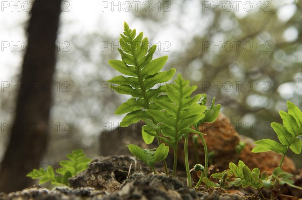 Common polypody, angelica, common spotted fern, spotted fern, stone fern (Polypodium vulgare), Majorca, Balearic Islands, Spain