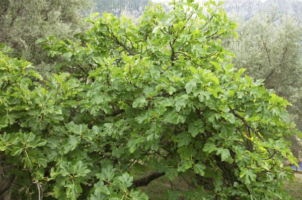 Fig tree, Common fig, Fig, Tooth fig tree, True fig tree (Ficus carica)