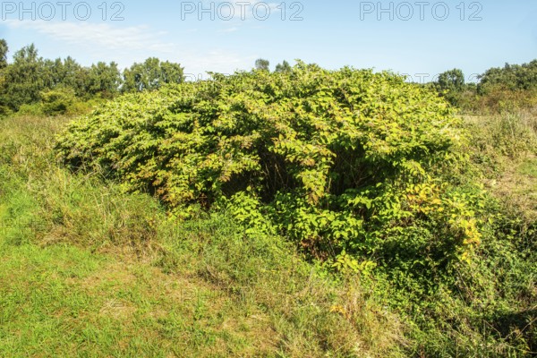Flowering Japanese Knotweed (Fallopia Japonica), an invasive piece on a meadow in Ystad, Skåne county, Sweden, Scandinavia