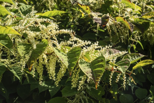 Flowering Japanese Knotweed (Fallopia Japonica), an invasive piece in a forest clearing in Ystad, Skåne county, Sweden, Scandinavia