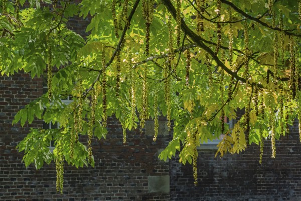 Caucasian wingnut (Pterocarya fraxinifolia), inflorescences, Münsterland, North Rhine-Westphalia, Germany