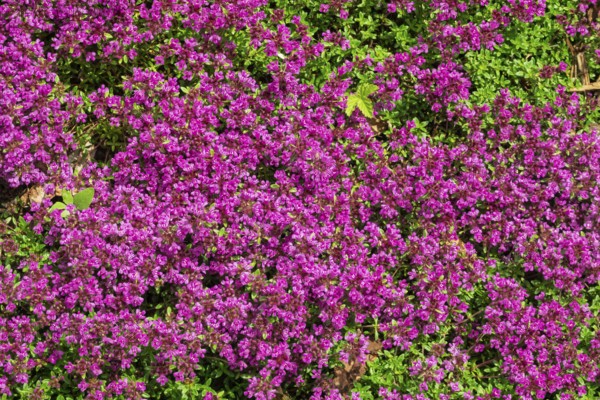 Red sand thyme (Coccineus), Münsterland, North Rhine-Westphalia, Germany