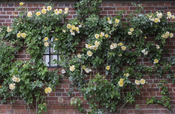 Rose (Rosa sp.), climbing rose in yellow on a brick facade, North Rhine-Westphalia, Germany