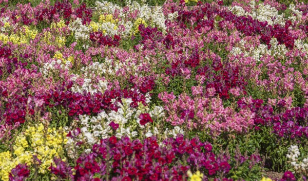 Bed with colourful snapdragons (Antirrhinum majus), Brittany, France