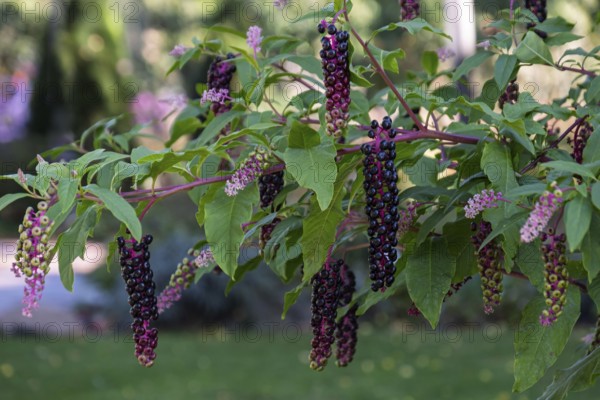 Pokeweed (Phytolacca), Münsterland, North Rhine-Westphalia, Germany