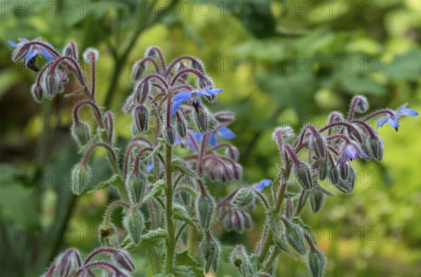 Borage (Borago officinalis), Münsterland, North Rhine-Westphalia, Germany