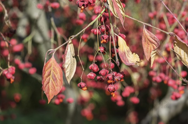 Common spindle bush (Euonymus europaeus), Münsterland, North Rhine-Westphalia, Germany