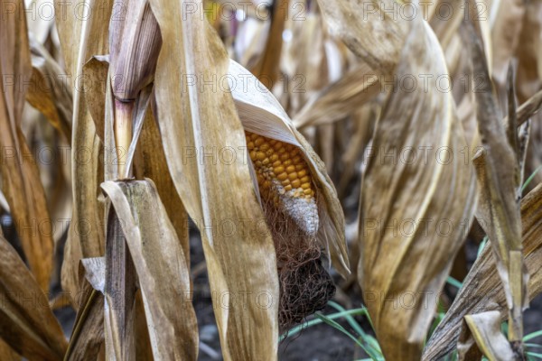 Maize field near Hünxe, dry plants, still being harvested, mostly used for concentrated feed for pigs, cattle and chickens, gloomy storm clouds, North Rhine-Westphalia, Germany