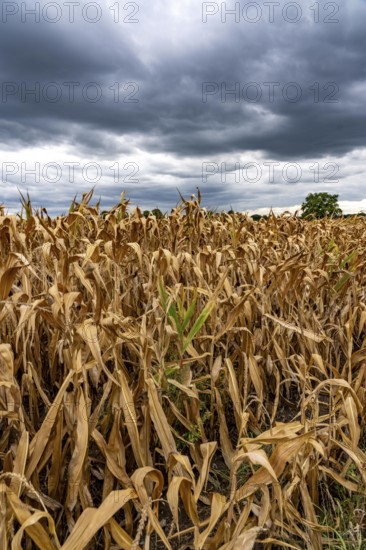 Maize field near Hünxe, dry plants, still being harvested, mostly used for concentrated feed for pigs, cattle and chickens, gloomy storm clouds, North Rhine-Westphalia, Germany
