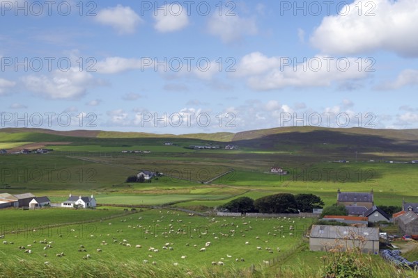 Green fields with scattered houses and grazing sheep under a blue sky, Shetland Islands, Scotland, Great Britain