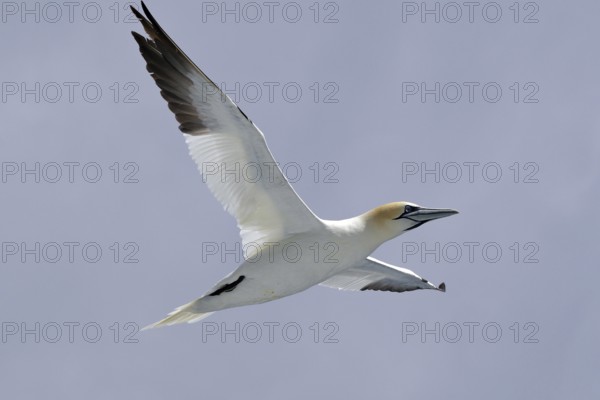 A gannet hovers with outstretched wings in the clear sky, Isle of Noss, Shetland Islands, Scotland, Great Britain