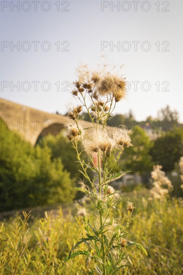 Close-up of wildflowers in front of a bridge in bright sunshine, small town of Perle Nagold, Black Forest, Germany