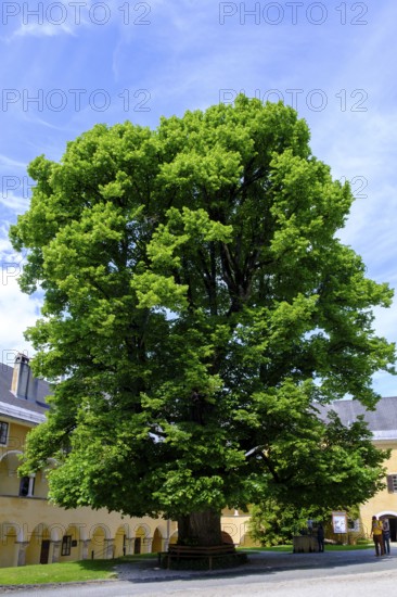 Large lime tree in the inner courtyard, Arkadenhof, Millstatt Abbey, Millstatt, Lake Millstatt, Carinthia, Austria