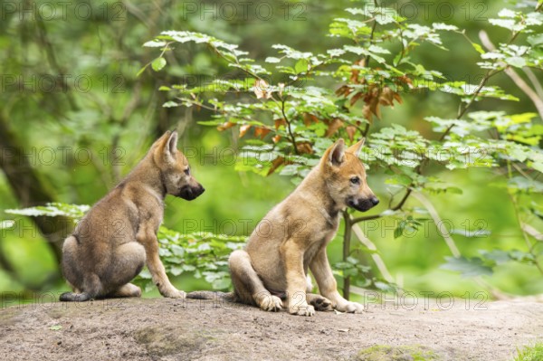 Eurasian wolf (Canis lupus lupus) cubs (youngster) on a little sand hill in the forest, Hesse, Germany