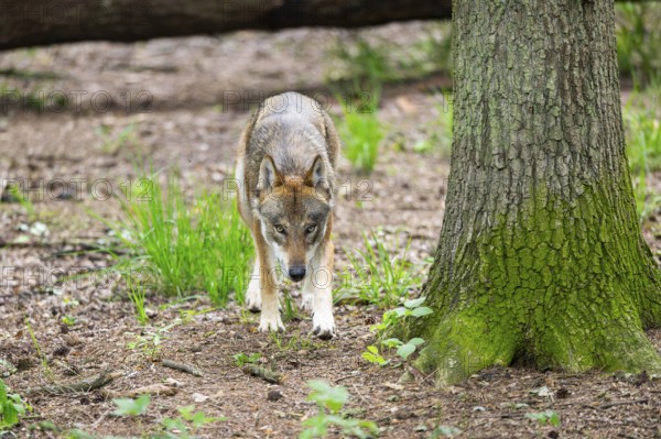 Eurasian wolf (Canis lupus lupus) walking in a forest, Hesse, Germany