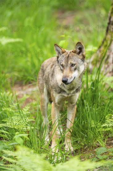 Eurasian wolf (Canis lupus lupus) standing in a forest, Hesse, Germany