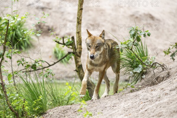 Eurasian wolf (Canis lupus lupus) walking on a little sand hill in the forest, Hesse, Germany