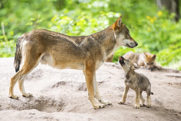 Eurasian wolf (Canis lupus lupus) mother playing with her cub (youngster) on a little sand hill in the forest, Hesse, Germany