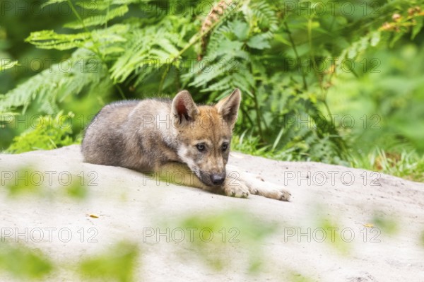 Eurasian wolf (Canis lupus lupus) cub (youngster) lying on a little sand hill in the forest, Hesse, Germany