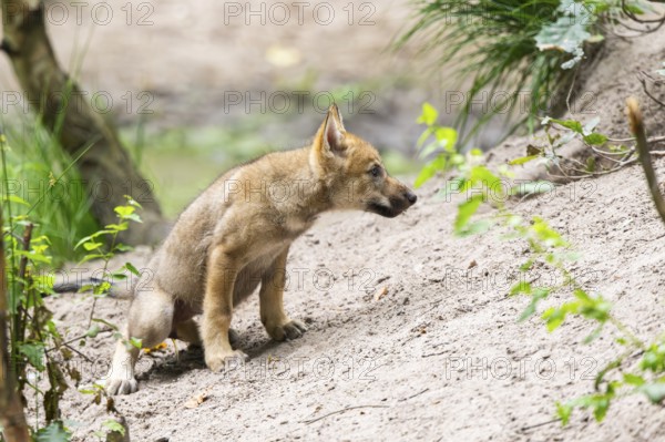 Eurasian wolf (Canis lupus lupus) cub (youngster) sitting on a little sand hill in the forest, Hesse, Germany