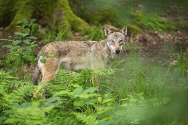 Eurasian wolf (Canis lupus lupus) standing in a forest, Hesse, Germany
