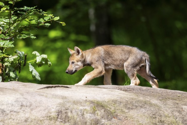 Eurasian wolf (Canis lupus lupus) cub (youngster) walking on a little sand hill in the forest, Hesse, Germany