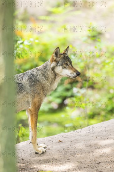 Eurasian wolf (Canis lupus lupus) standing on a little sand hill in the forest, Hesse, Germany