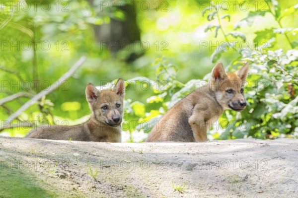 Eurasian wolf (Canis lupus lupus) cubs (youngster) on a little sand hill in the forest, Hesse, Germany
