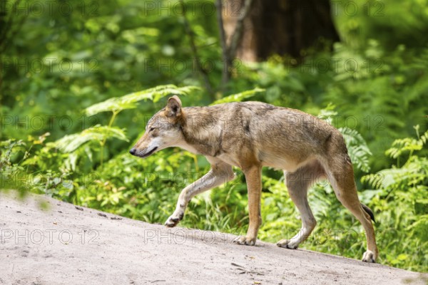 Eurasian wolf (Canis lupus lupus) walking on a little sand hill in the forest, Hesse, Germany