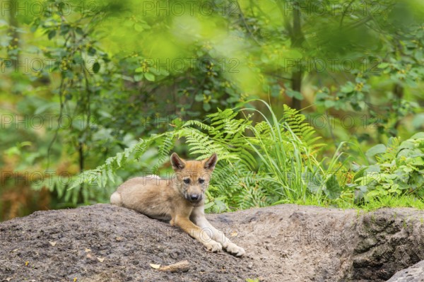 Eurasian wolf (Canis lupus lupus) cub (youngster) lying on a little sand hill in the forest, Hesse, Germany