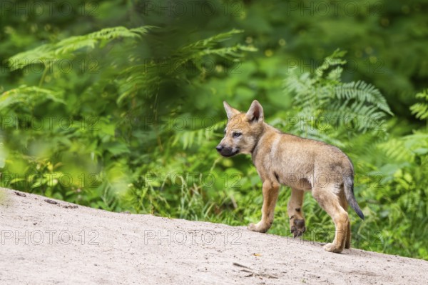 Eurasian wolf (Canis lupus lupus) cub (youngster) walking on a little sand hill in the forest, Hesse, Germany
