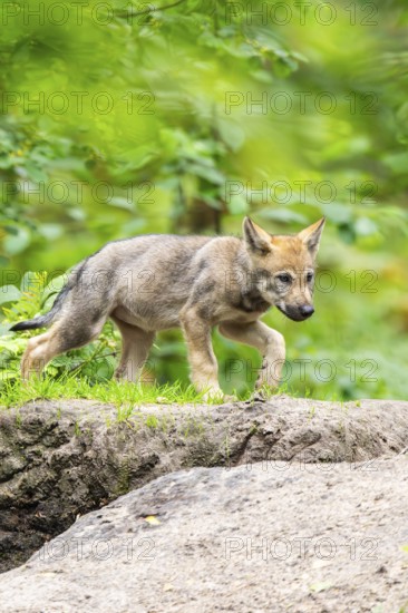 Eurasian wolf (Canis lupus lupus) cubs (youngster) on a little sand hill in the forest, Hesse, Germany