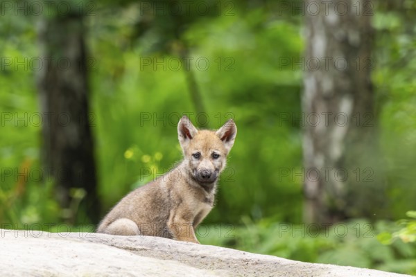 Eurasian wolf (Canis lupus lupus) cub (youngster) sitting on a little sand hill in the forest, Hesse, Germany