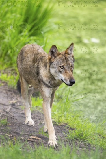 Eurasian wolf (Canis lupus lupus) walking in a forest, Hesse, Germany