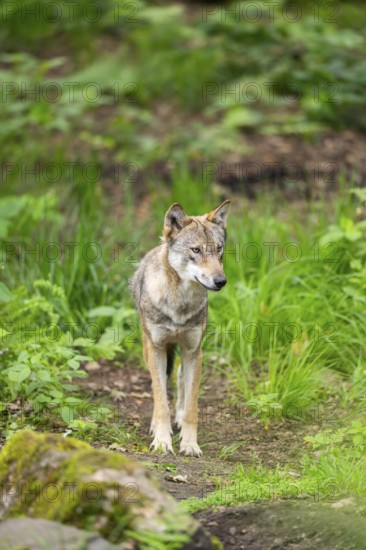 Eurasian wolf (Canis lupus lupus) standing in a forest, Hesse, Germany