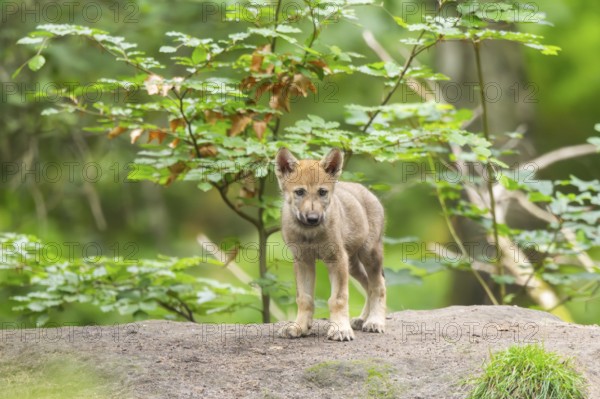 Eurasian wolf (Canis lupus lupus) cub (youngster) standing on a little sand hill in the forest, Hesse, Germany