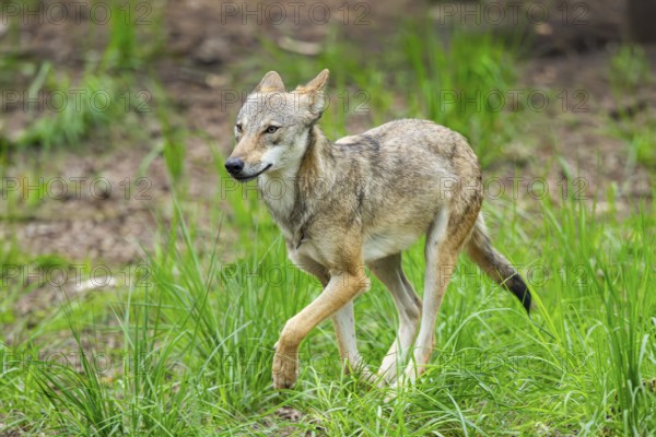 Eurasian wolf (Canis lupus lupus) walking in a forest, Hesse, Germany